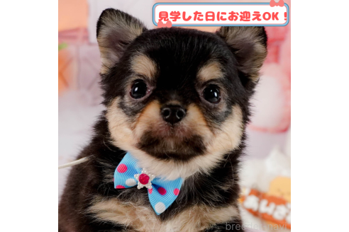 成約済ののチワワ(ロングコート)-376054